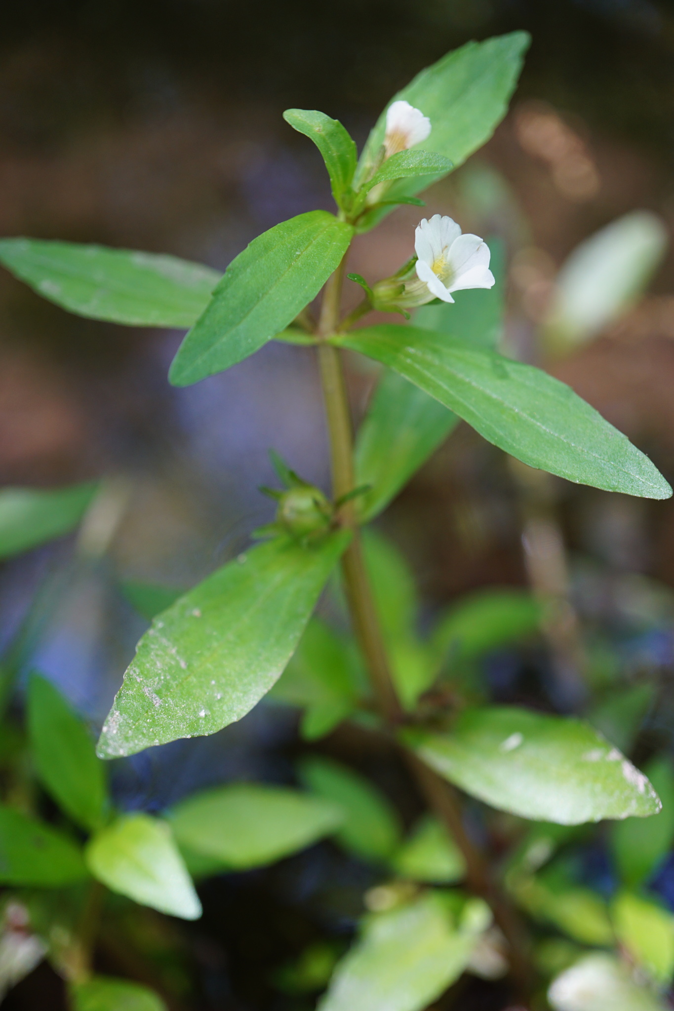 Gratiola virginiana