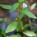 Virginia Hedge-Hyssop - Photo (c) NC Wetlands, some rights reserved (CC BY), uploaded by NC Wetlands