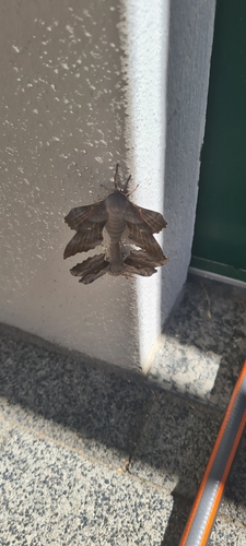 Poplar Hawkmoth