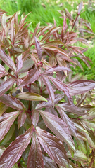 Paeonia officinalis