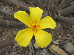 Balbisia peduncularis