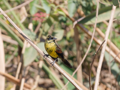 Unicolored Blackbird (Agelasticus cyanopus), photo 6