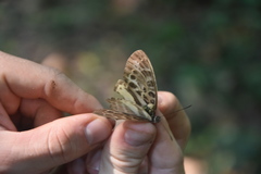 Adoliadini
