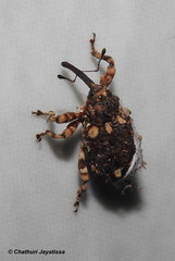 Colobodes billbergii