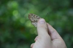 Adoliadini