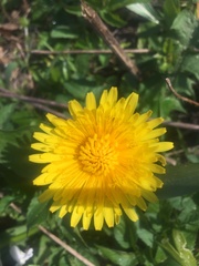 Taraxacum