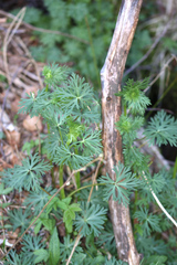 Aconitum napellus