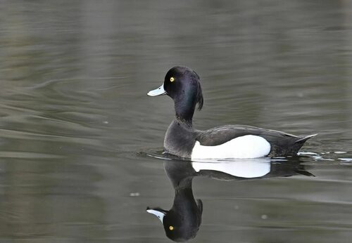 Tufted Duck
