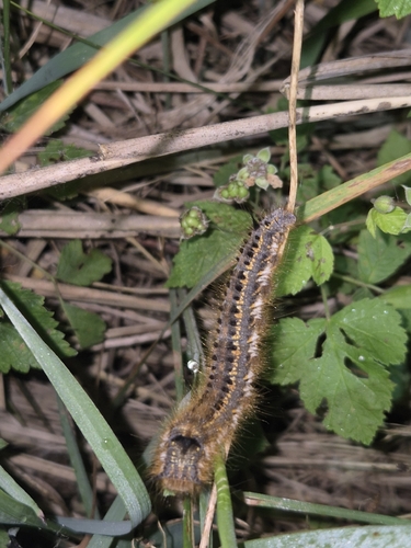 Drinker Moth