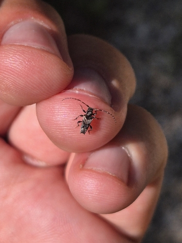 lesser thorn-tipped longhorn beetle