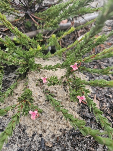 Adenanthos macropodianus (Adenanthos macropodianus)