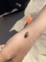 Philopedon plagiatum