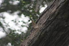 Archaeoprepona demophon centralis