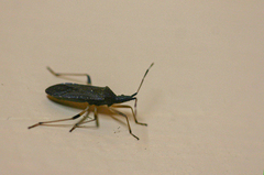 Dicranocephalus