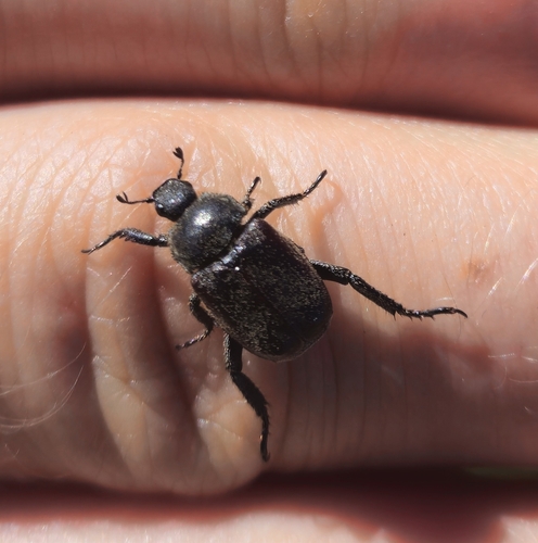 Welsh Chafer