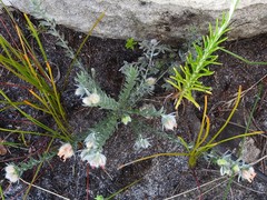 Amphithalea tomentosa