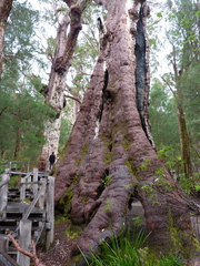 Eucalyptus jacksonii