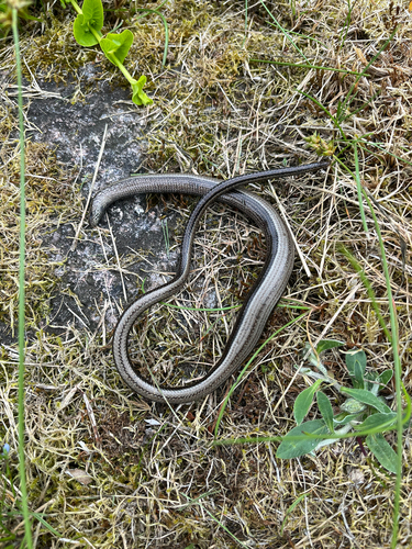 Common Slowworm