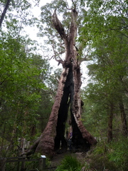 Eucalyptus jacksonii