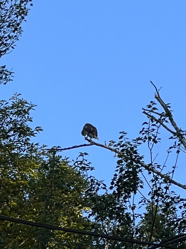 Red-tailed Hawk