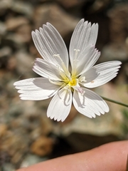 Atrichoseris platyphylla