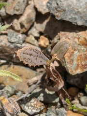 Atrichoseris platyphylla