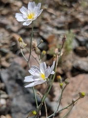 Atrichoseris platyphylla
