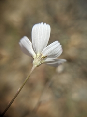 Atrichoseris platyphylla