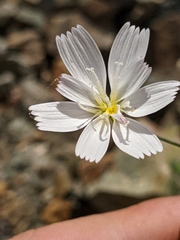 Atrichoseris platyphylla