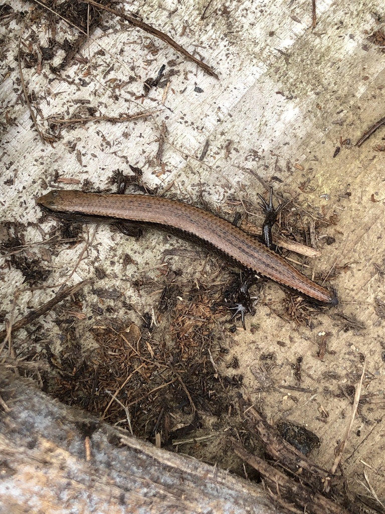 Ryukyu Short-legged Skink
