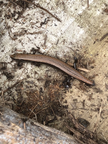Ryukyu Short-legged Skink