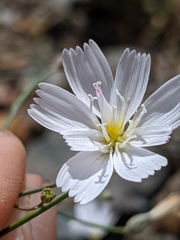 Atrichoseris platyphylla