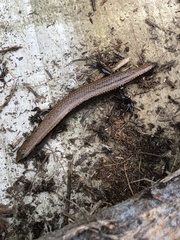 Ateuchosaurus pellopleurus