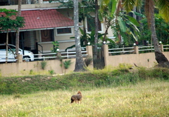 Canis aureus