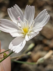 Atrichoseris platyphylla