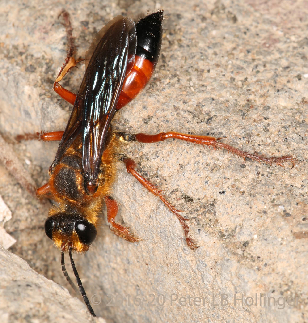 Sphecidae image