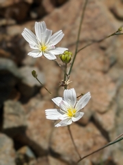Atrichoseris platyphylla