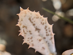 Atrichoseris platyphylla