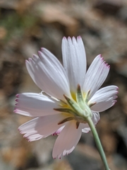 Atrichoseris platyphylla