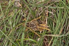 Prionotropis hystrix