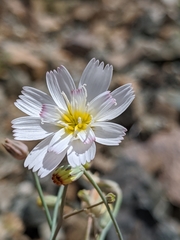 Atrichoseris platyphylla