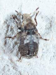 Euparius paganus