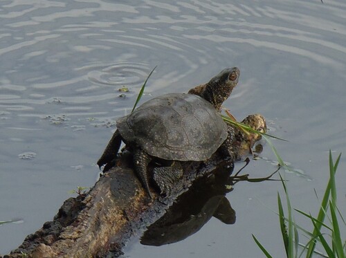 European Pond Turtle