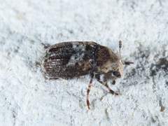Euparius paganus