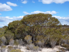Eucalyptus sargentii onesis