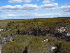 Eucalyptus sargentii onesis