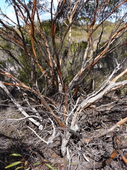 Eucalyptus sargentii onesis