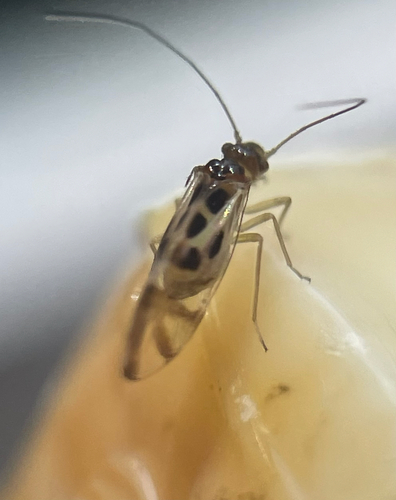 F-winged Barklouse