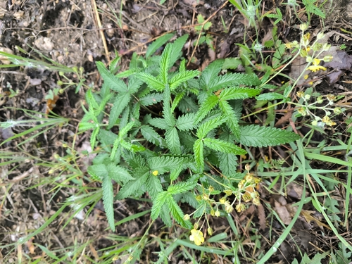 Potentilla discolor, 2026-06-19