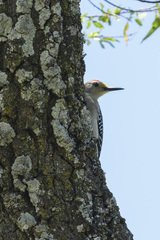 Melanerpes aurifrons